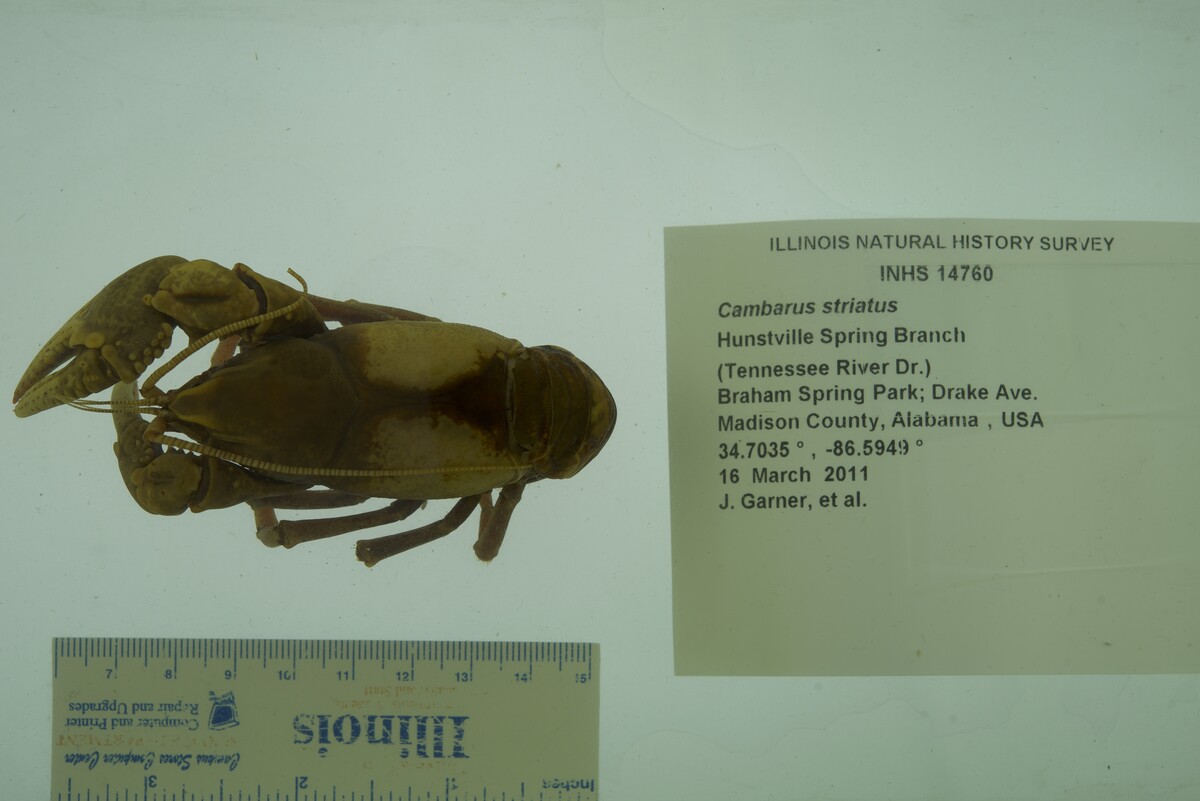 Cambarus (Depressicambarus) image